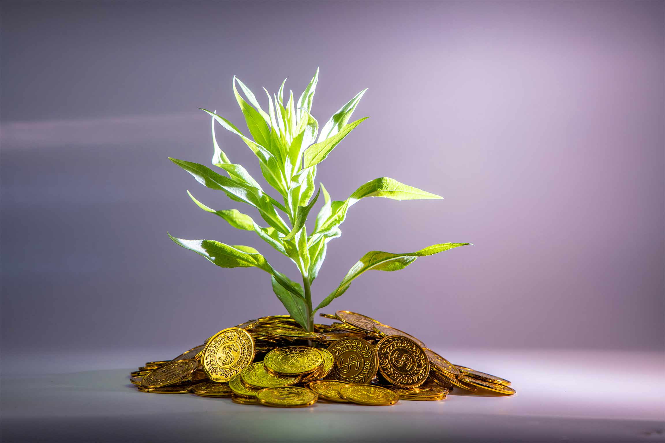 Investment Services